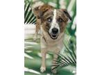 Adopt Sam a Australian Shepherd / Mixed dog in Morgantown, KY (41369202)
