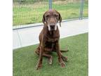 Adopt Clementine a Labrador Retriever / German Shorthaired Pointer / Mixed dog