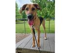 Adopt Nova a Black Shepherd (Unknown Type) / Mixed dog in Batavia, OH (39232735)
