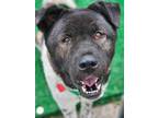 Adopt Keiko a Akita / Mixed Breed (Medium) / Mixed dog in Warren, MI (41305143)