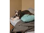 Adopt Dre a White - with Gray or Silver American Pit Bull Terrier / American Pit