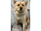 Adopt Diana a Chow Chow / Mixed Breed (Medium) / Mixed dog in Greensboro