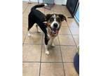 Adopt Shmoo a Beagle / Mixed Breed (Medium) / Mixed dog in Marion, OH (41341720)