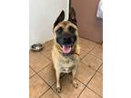Adopt Rugar a German Shepherd Dog / Mixed dog in Marion, OH (39893319)