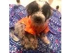 Adopt Henry a Schnauzer (Standard) / Mixed dog in Buford, GA (40796855)