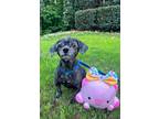 Adopt Gabrielle a Shih Tzu / Mixed dog in Buford, GA (40030675)