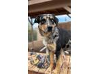 Adopt Buck a Catahoula Leopard Dog / Mixed dog in Cottonwood, AZ (41360437)