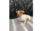 Adopt Tig a Jack Russell Terrier / Mixed dog in Pittsfield, IL (41360372)