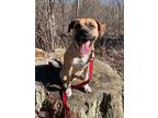 Adopt Tugs a Mixed Breed (Medium) / Mixed dog in Glenfield, NY (41369074)