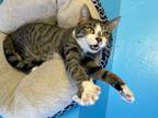 Adopt Jersey a Domestic Shorthair / Mixed (short coat) cat in Glenfield
