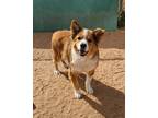 Adopt JJ a Australian Shepherd / German Shepherd Dog / Mixed dog in Midland