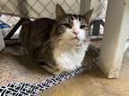 Adopt Jace a Domestic Mediumhair / Mixed (short coat) cat in Fallbrook