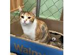 Adopt Aqua a Calico / Mixed (short coat) cat in Fallbrook, CA (41385178)