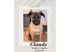 Adopt Claude a Brown/Chocolate - with Black Belgian Shepherd / Black Mouth Cur