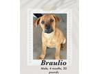 Adopt Braulio a Brown/Chocolate - with Black Black Mouth Cur / Carolina Dog dog