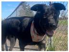 Adopt Johnny a Black German Shepherd Dog dog in Portland, OR (36781108)