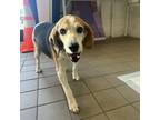 Adopt Ernie a Beagle / Mixed Breed (Medium) dog in Whitestone, NY (40872863)