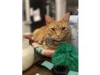 Adopt Dolly Parton a Orange or Red Tabby American Shorthair / Mixed (short coat)