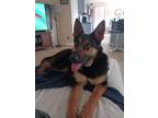 Adopt Sasha a Black German Shepherd Dog / Mixed dog in Sealy, TX (41211064)
