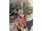 Adopt Nola a White - with Tan, Yellow or Fawn Doberman Pinscher / Mixed dog in