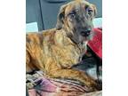Adopt Mia a Brindle Great Dane / Mixed dog in Frisco, TX (41385040)