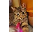 Adopt Hootie a Spotted Tabby/Leopard Spotted Domestic Shorthair cat in Brandon