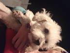 Adopt Tito a White Poodle (Miniature) / Mixed dog in Phoenix, AZ (41385071)