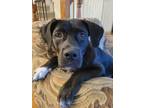 Adopt Merry Me a Black - with White Labrador Retriever / Pit Bull Terrier dog in