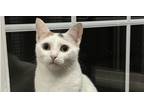 Adopt Pandora Ritt a Domestic Shorthair / Mixed (short coat) cat in Mount