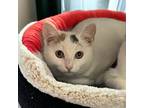Adopt Pandora Ritt a Domestic Shorthair / Mixed (short coat) cat in Mount