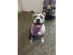 Adopt Ivy a Brindle - with White American Staffordshire Terrier / American Pit