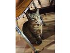 Adopt Bagel a Gray, Blue or Silver Tabby Tabby / Mixed (medium coat) cat in