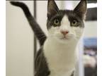 Adopt Maui a Gray or Blue (Mostly) Domestic Shorthair (short coat) cat in Los