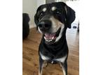 Adopt Zero a Black - with Tan, Yellow or Fawn Coonhound (Unknown Type) / Mixed