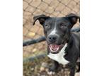 Adopt Ace a Black - with White Labrador Retriever / Pit Bull Terrier / Mixed dog
