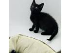 Adopt Count Chocula a All Black Domestic Shorthair cat in Chapel Hill