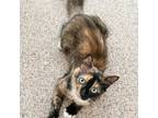 Adopt Leia a Calico or Dilute Calico Domestic Mediumhair cat in Chapel Hill