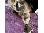 Adopt Leia a Calico or Dilute Calico Domestic Mediumhair cat in Chapel Hill