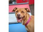 Adopt Rosemary a Tan/Yellow/Fawn Mixed Breed (Large) / Mixed dog in Cincinnati