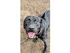 Adopt Darth a Black Mixed Breed (Large) / Mixed dog in Cincinnati, OH (41369589)