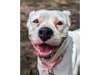 Adopt Dutchess Chip a White Mixed Breed (Large) / Mixed dog in Cincinnati
