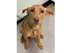 Adopt Lorelei a Brindle Terrier (Unknown Type, Medium) / Mixed Breed (Medium) /