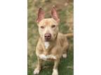 Adopt Apollo a Tan/Yellow/Fawn American Pit Bull Terrier / Mixed dog in Irving