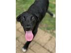Adopt Veronica a Black Poodle (Standard) / Australian Cattle Dog / Mixed (short