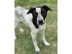 Adopt Vacita a Black Australian Cattle Dog / Mixed dog in Irving, TX (41293575)