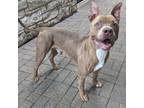 Adopt Brandon a Brown/Chocolate American Pit Bull Terrier / Mixed dog in