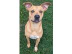 Adopt Tilly a Brown/Chocolate Mixed Breed (Large) / Mixed dog in Mesquite