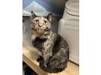 Adopt Sunset a All Black Domestic Shorthair / Domestic Shorthair / Mixed cat in
