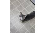 Adopt Baxter a Gray or Blue American Shorthair / Mixed (medium coat) cat in