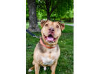 Adopt Birch a Brown/Chocolate American Pit Bull Terrier / Mixed Breed (Medium) /